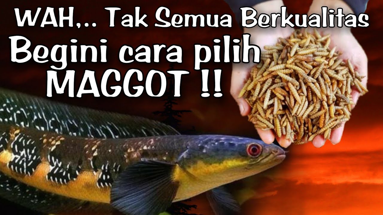 Fakta Nutrisi & Rahasia Maggot Sebagai Pakan Treatment Channa Maru