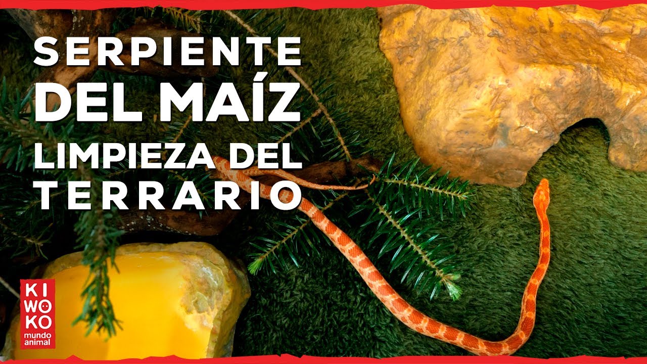 Cómo Limpiar el Terrario de tu Serpiente del Maíz 🐍 | Guía de Limpieza Profunda Paso a Paso | KIWOKO