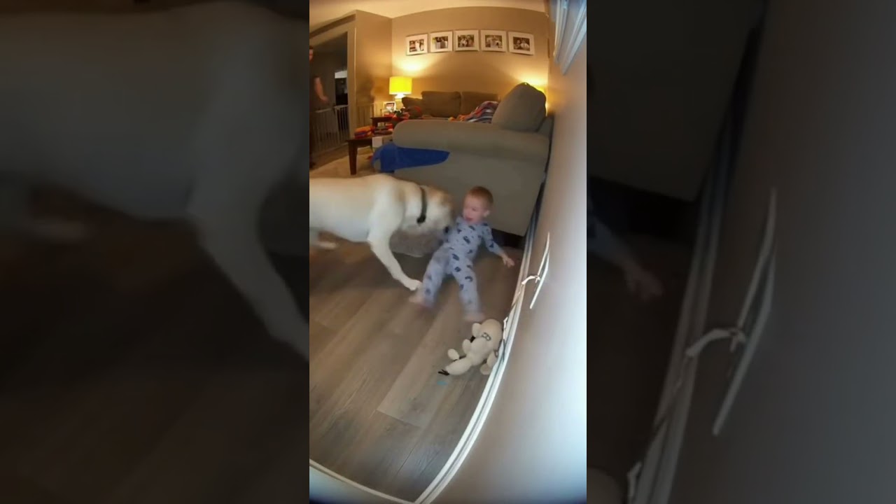 Dog Saves Child from Electric Wire Accident ⚡🐕