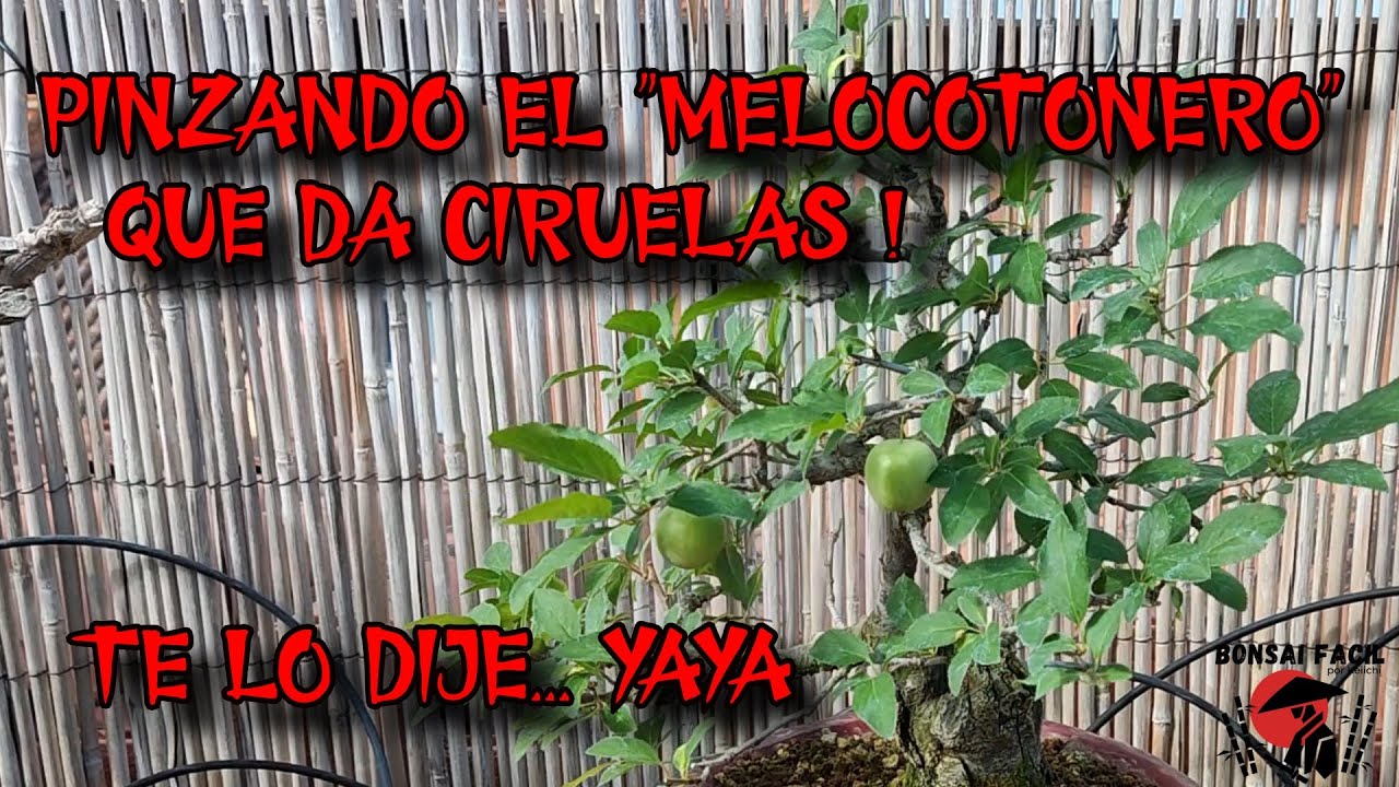 Pinzado en bonsai de ciruelo - El Bonsai de mi abuela
