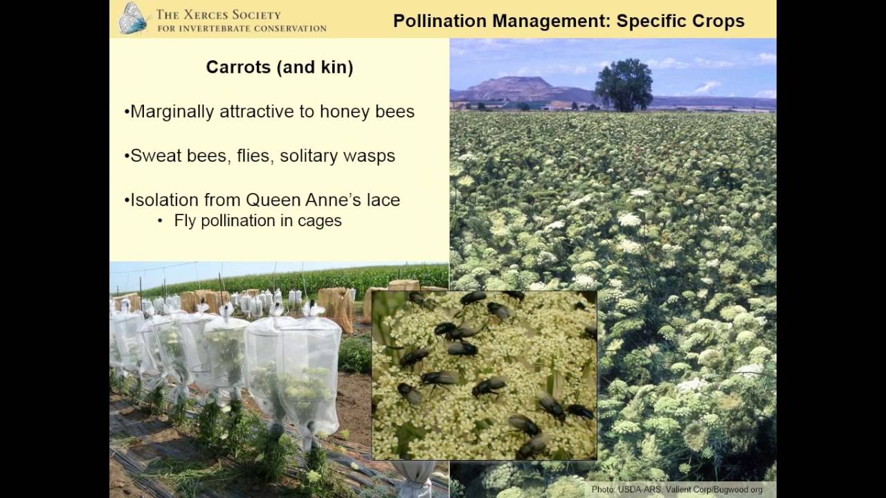 Pollinator Conservation Strategies for Organic Seed Producers (Eric Mader)