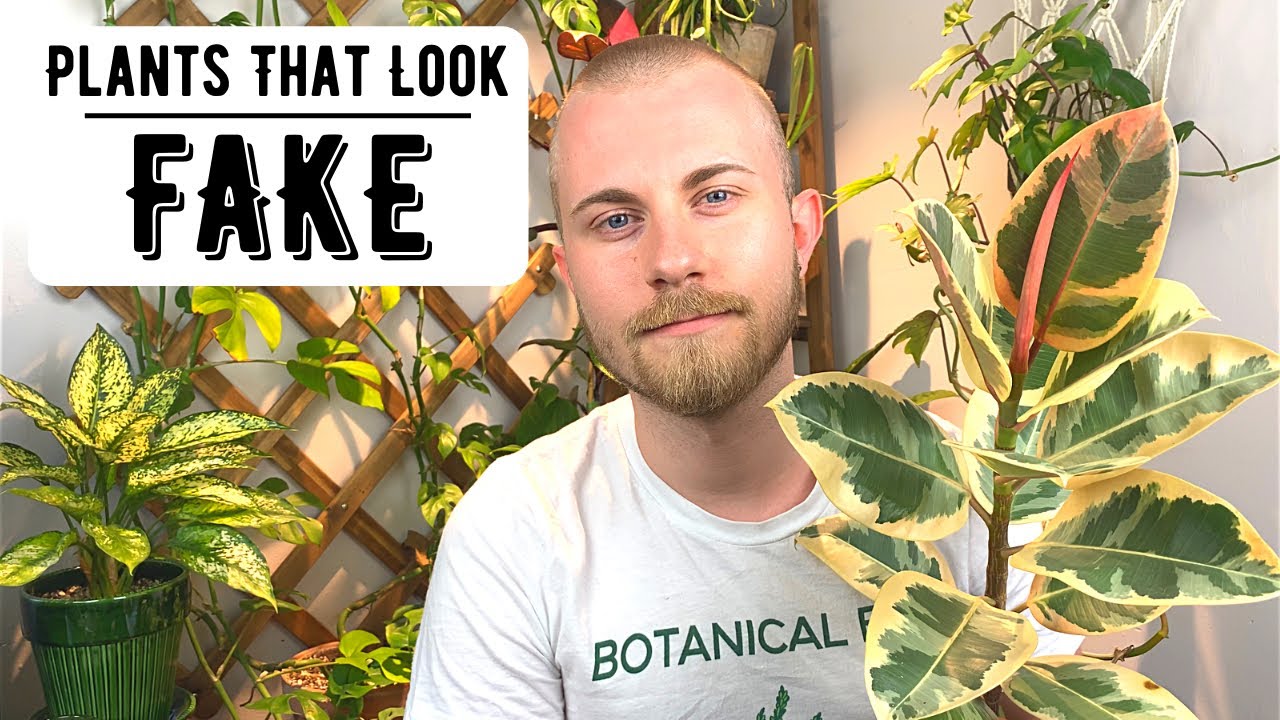 Houseplants That Look So Good... They Look Fake