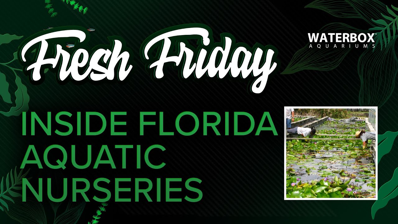 Exploring The Biggest Aquatic Plant Nursery in Florida