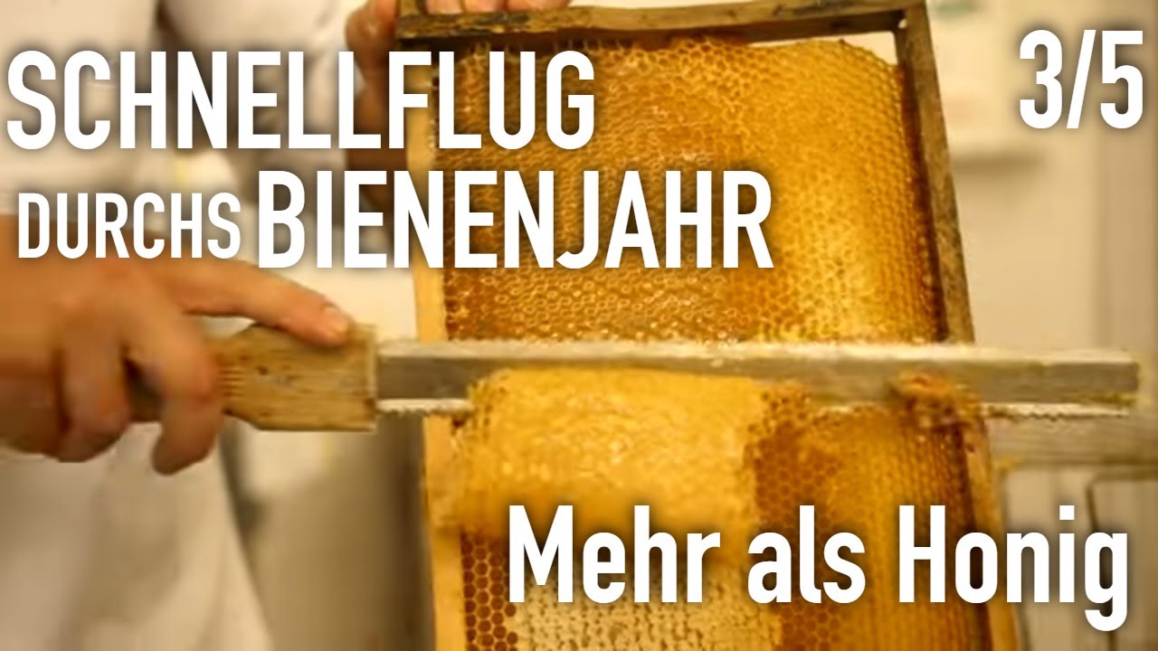 Mehr als Honig | Schnellflug durchs Bienenjahr (3/5) | Die Ratgeber