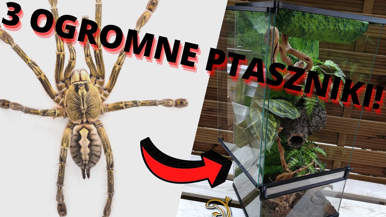 #29 PRZEKŁADAMY DOROSŁE SAMICE POECILOTHERIA! - ARACHNOHOBBIA