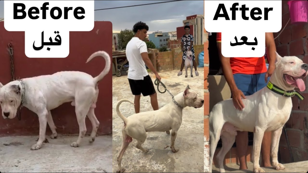 Dogo Argentino TRANSFORMATION: From Neglected to Unrecognizable! - دوجو أرجنتينو قبل وبعد يا إلهي