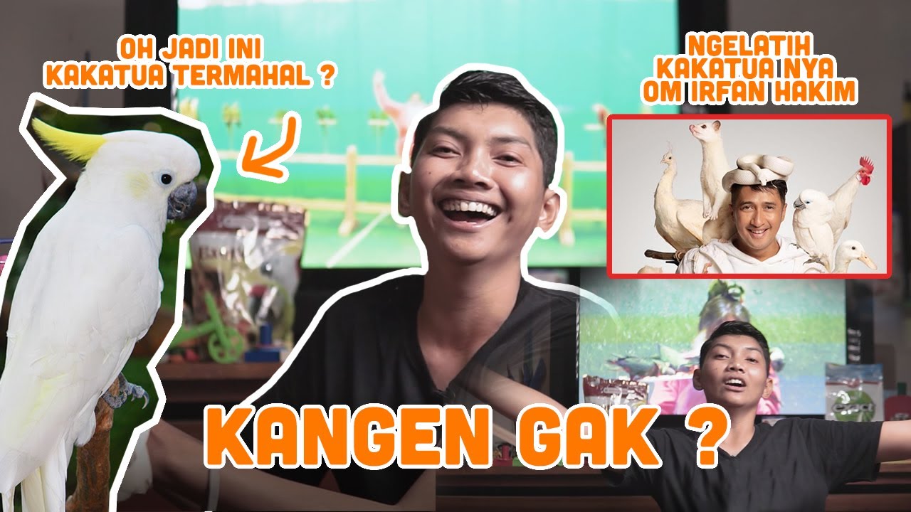 Ada Yang Kangen Gak ? Ngelatih Kakatua Nya Punya Om Irfan Hakim & Ngalor Ngidul Ngobrolin Kakatua