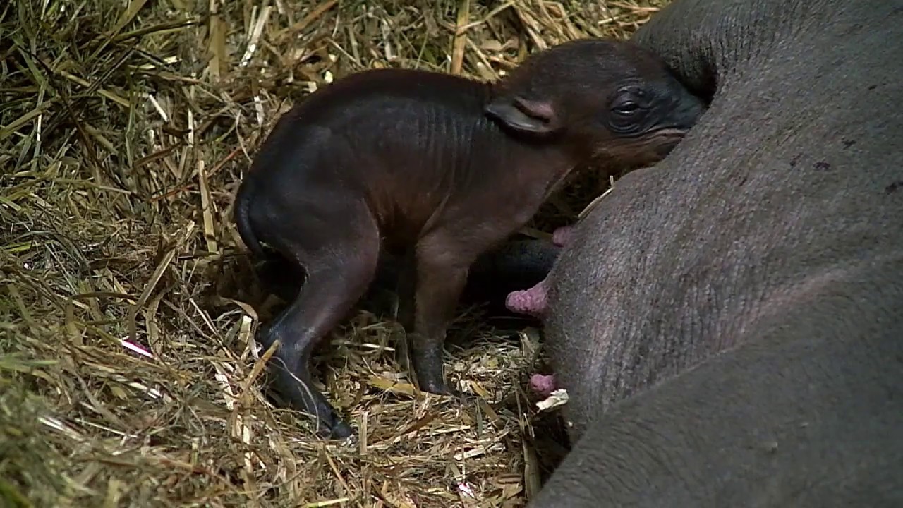 Babirusa Piglet at Chester Zoo