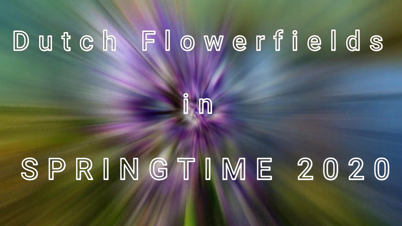 Dutch Flowerfields(Keukenhof Area) 03-2020