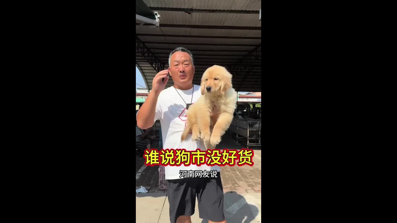 谁说狗市没好货#狗狗的日常#宠物市场 #老友狗狗 #pets