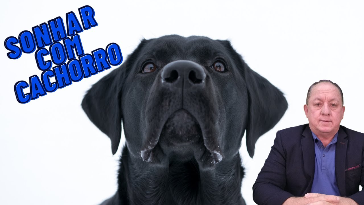O QUE SIGNIFICA SONHAR COM CACHORRO