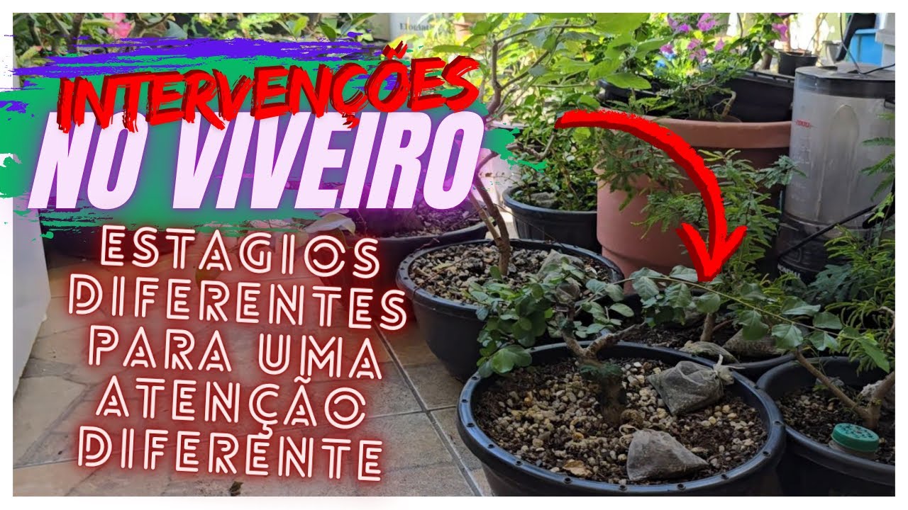 INTERVENÇÕES NO VIVEIRO 🌳 TRABALHANDO EM PLANTAS EM DIFERENTES ESTAGIOS - CRIANDO BONSAI