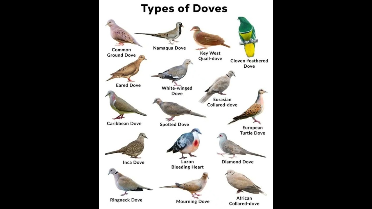 types of doves in the world hunting dove #dove #hunting #world #shorts #birds #shortsfeed #reel