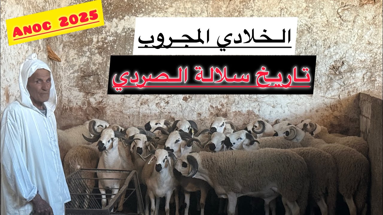🎥فيديو روعة من قلب البروج نختمها مع أشهر عائلة في تربية الصردي بالمغرب 🐏❤️الإخوان الخلادي المجروب💪🥇🏆