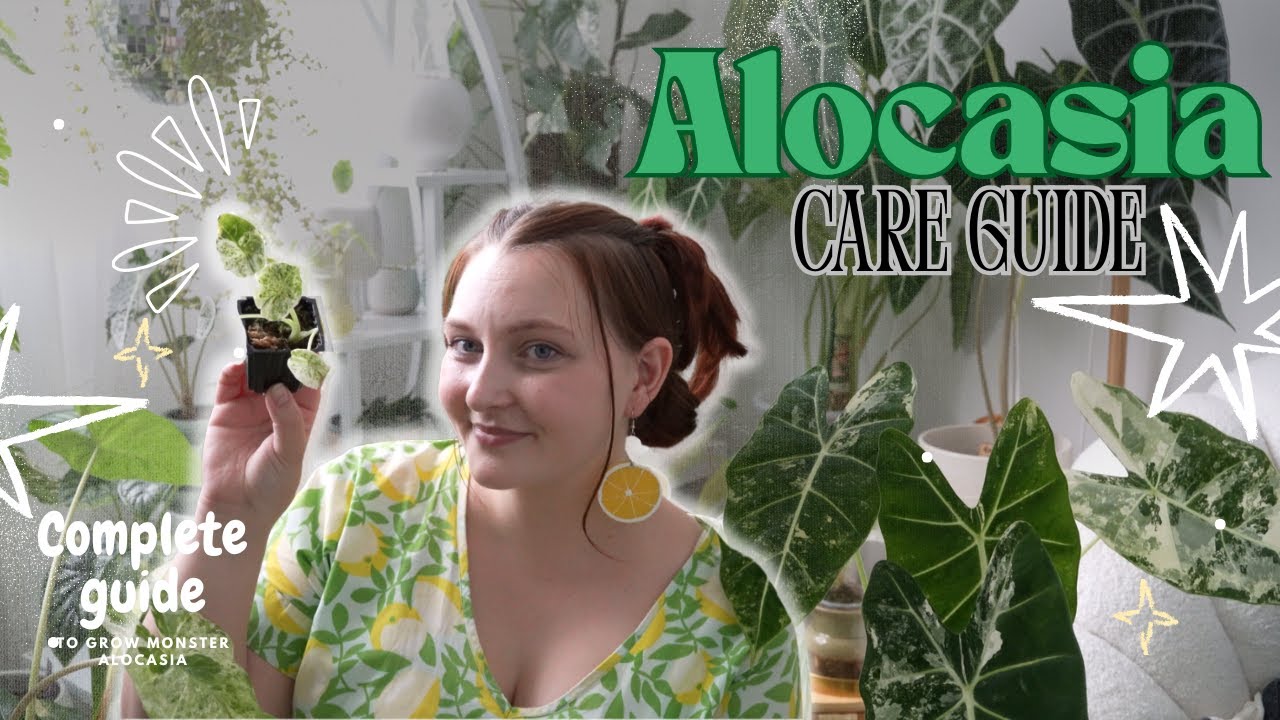 РУКОВОДСТВО ПО УХОДУ ЗА АЛОКАЗИЕЙ - Как вырастить монстерную алоказию в почве!