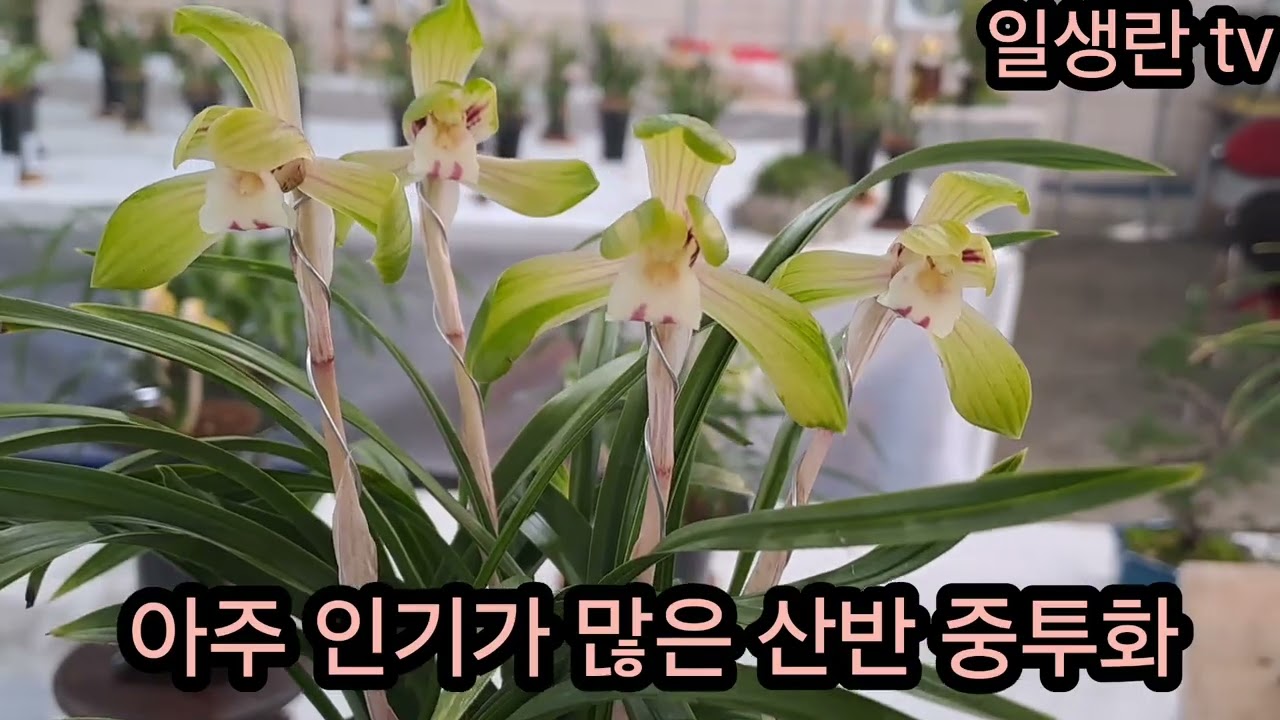 744.  저희 난우회 전시회 했어요. 