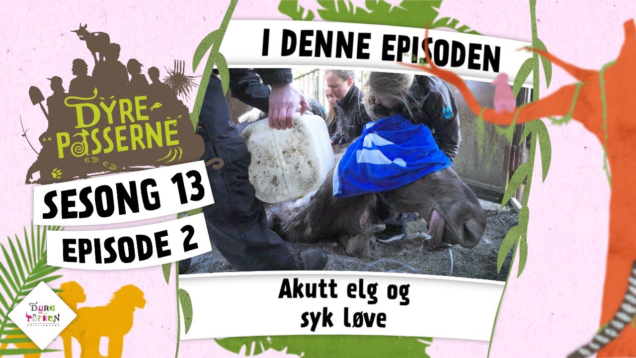 Akutt elg og syk løve! | Dyrepasserne 2024
