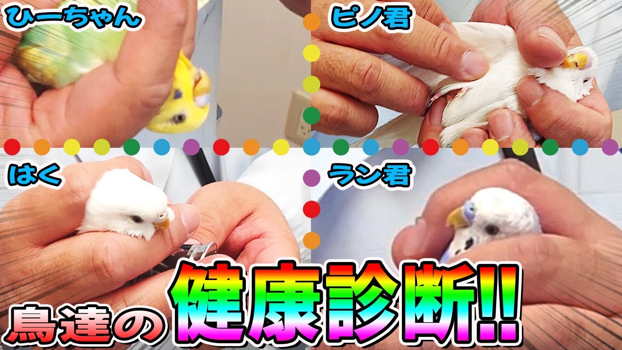 ４羽で健診行ってきました！！はくの性別は…！？