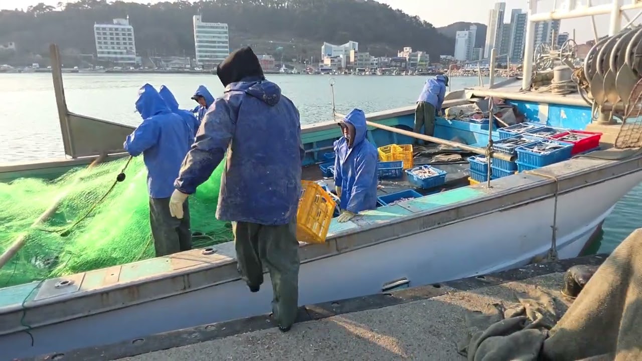 #배들어온다 #고기들어온다 #어선입항후 후처리 #근데 선장빼고 전부 외국인 #게릴라걷는방송 #여행브이로그  #부산기장대변항