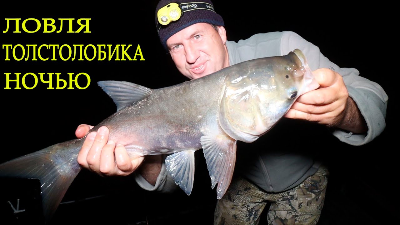 Ловля толстолобика ночью.Монтаж УБИЙЦА ТОЛСТОЛОБА на основную леску