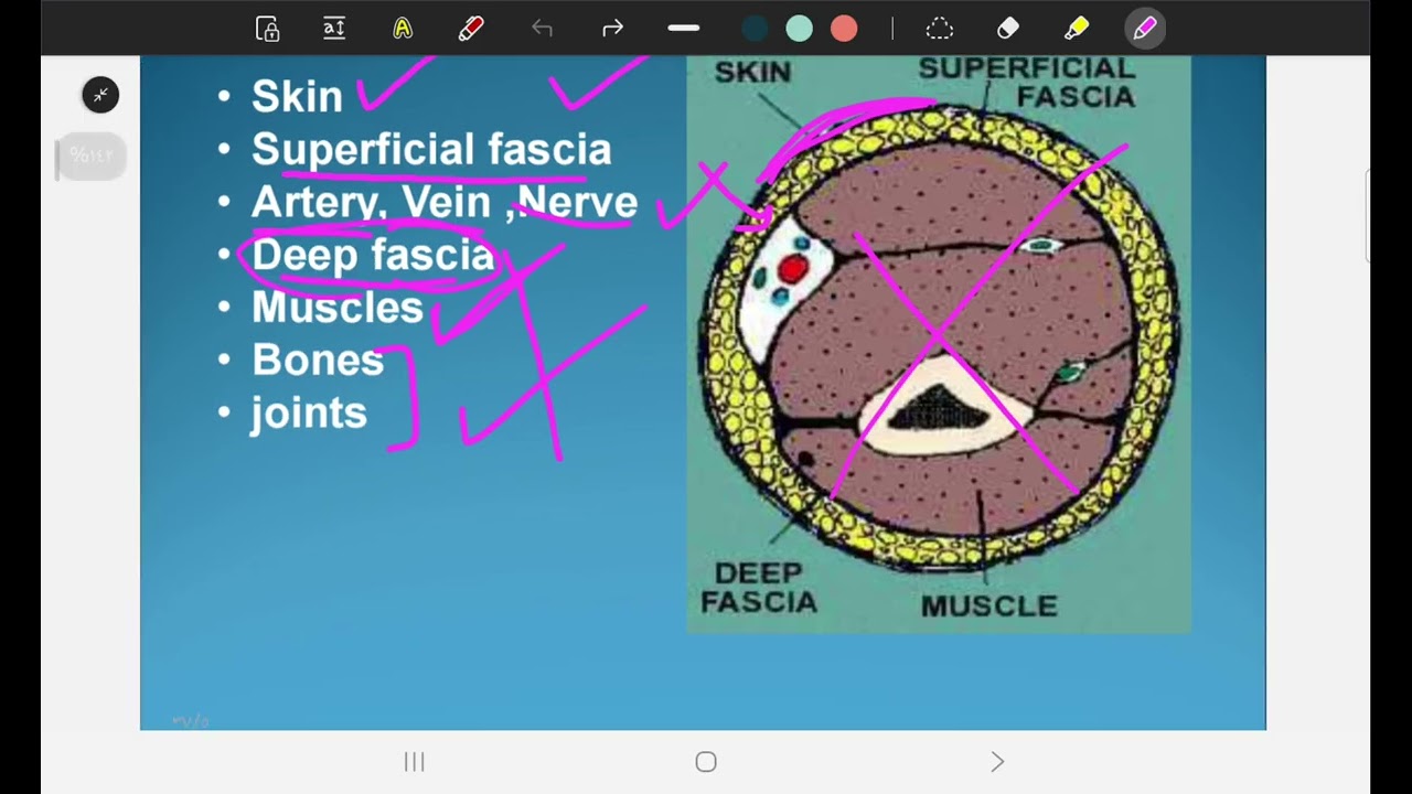 Anatomy Lec 1 part 1 (SGU)