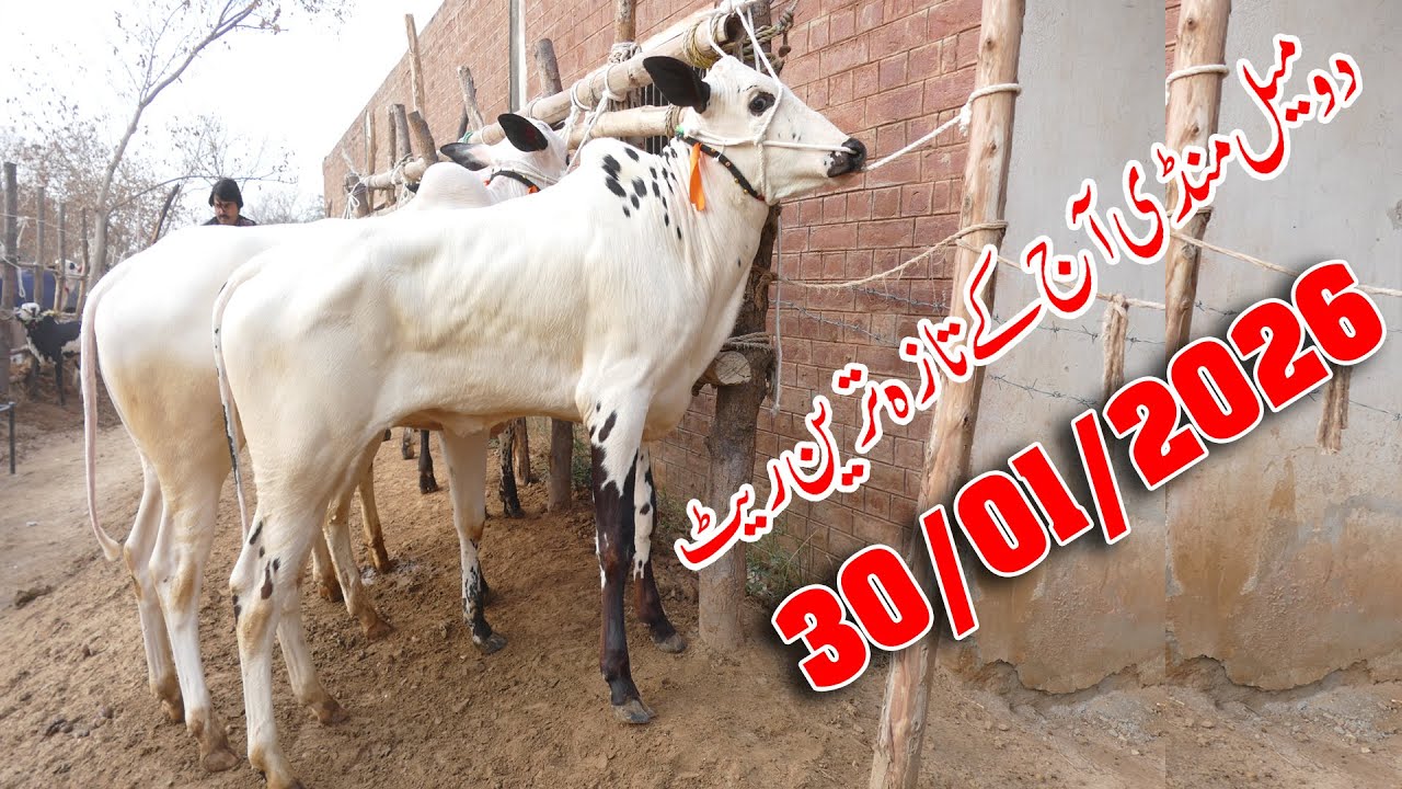 Today Domail Mandi Fatehjang Rate’s update30/Jan.2026-Part01Sunny Video Fateh Jang Cow Mandi 2026