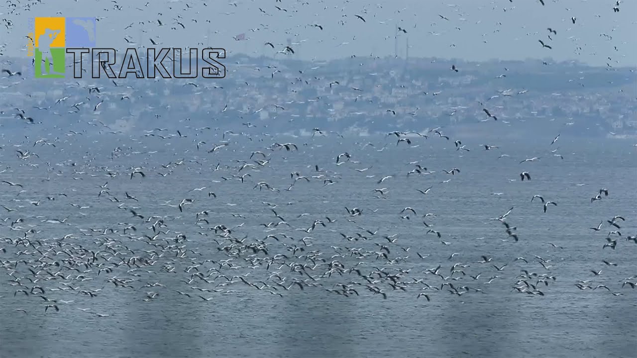 leylek göçü  30/8/2014