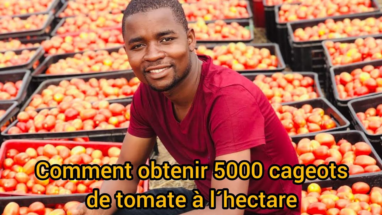 comment obtenir 5000 cageots de tomates à l´hectare  de A a Z