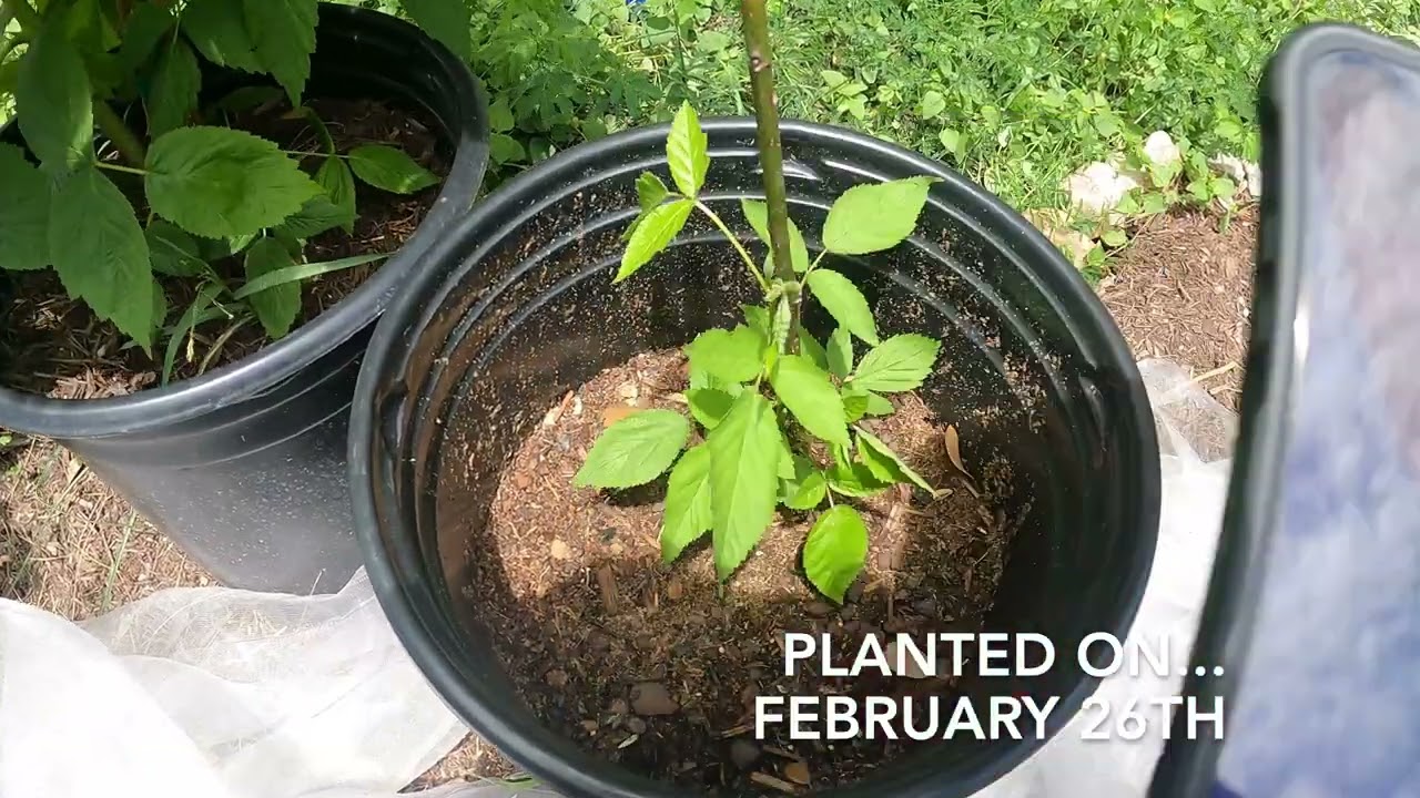 Planting Bare Root Blackberry