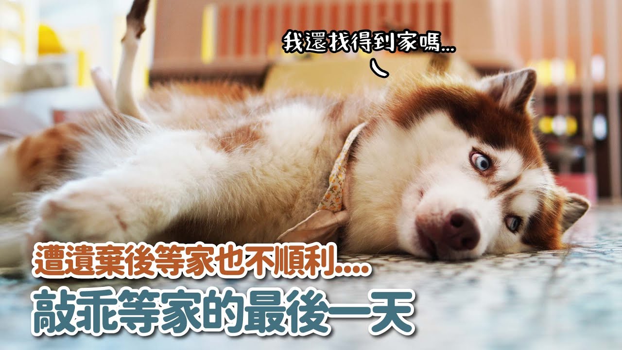遭遺棄後等家也不順利....哈士奇在店裡等家的最後一天｜等一個家