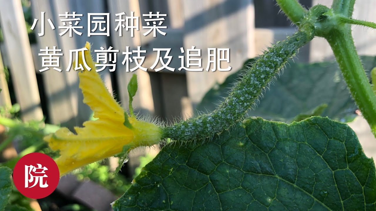 【彬彬有院】种•如何给黄瓜修剪枝叶及追肥