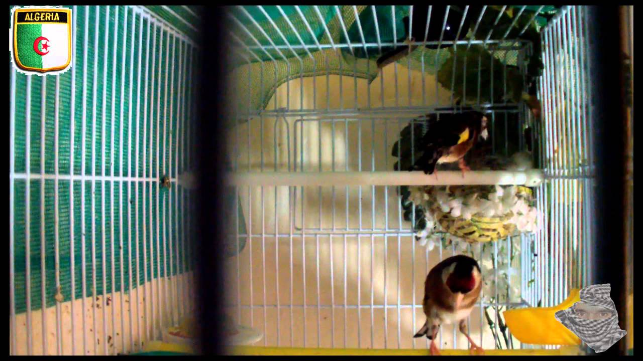 Couple de chardonneret _DZ 2013_ (15eme jour de naissance) حسون الجزائر الوسطى