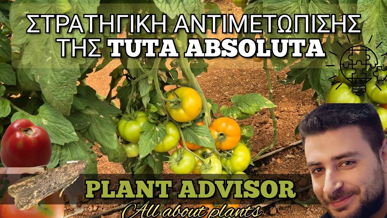 ΤΟΥΤΑ (Tuta Absoluta)‼️Στρατηγική Αντιμετώπισης του Εντόμου‼️ΥΠΑΡΧΟΥΝ ΛΥΣΕΙΣ ‼️Plant Advisor Greece
