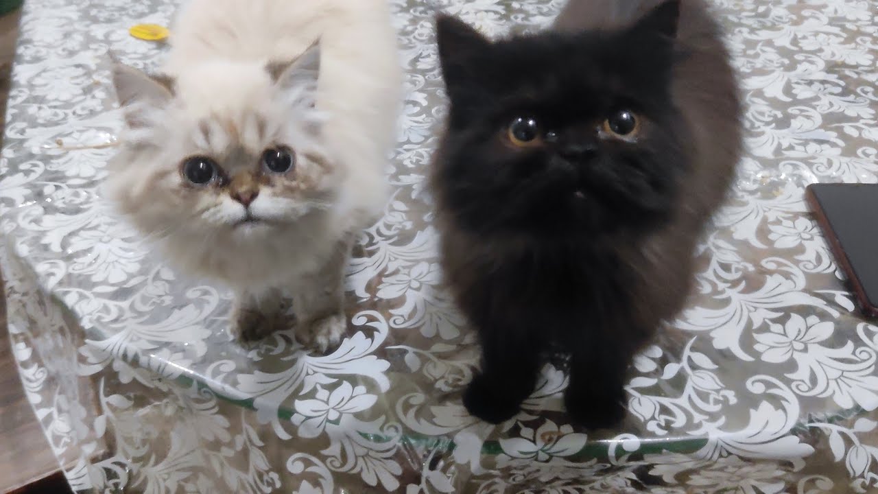 Cute Persian Cats & Kittens 🐾 is live