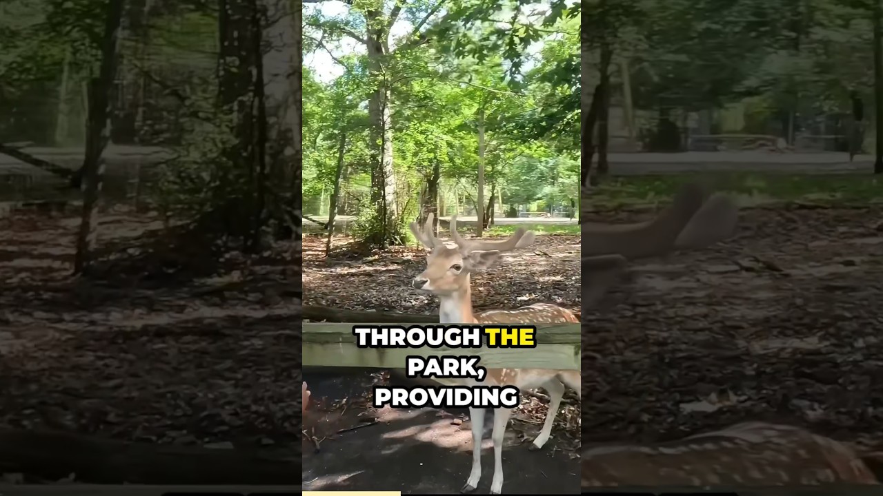 Why You Need to Visit Wisconsin&rsquo;s Deer Park