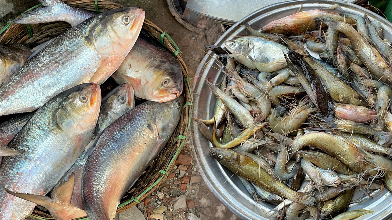 মধুর ঝগড়াঝাটি করে কাউয়ার চর থেকে কীর্তনখোলা নদীর ইলিশ, রুই, বাইলা, চিংড়ি মিশালি কিনলাম ❤️