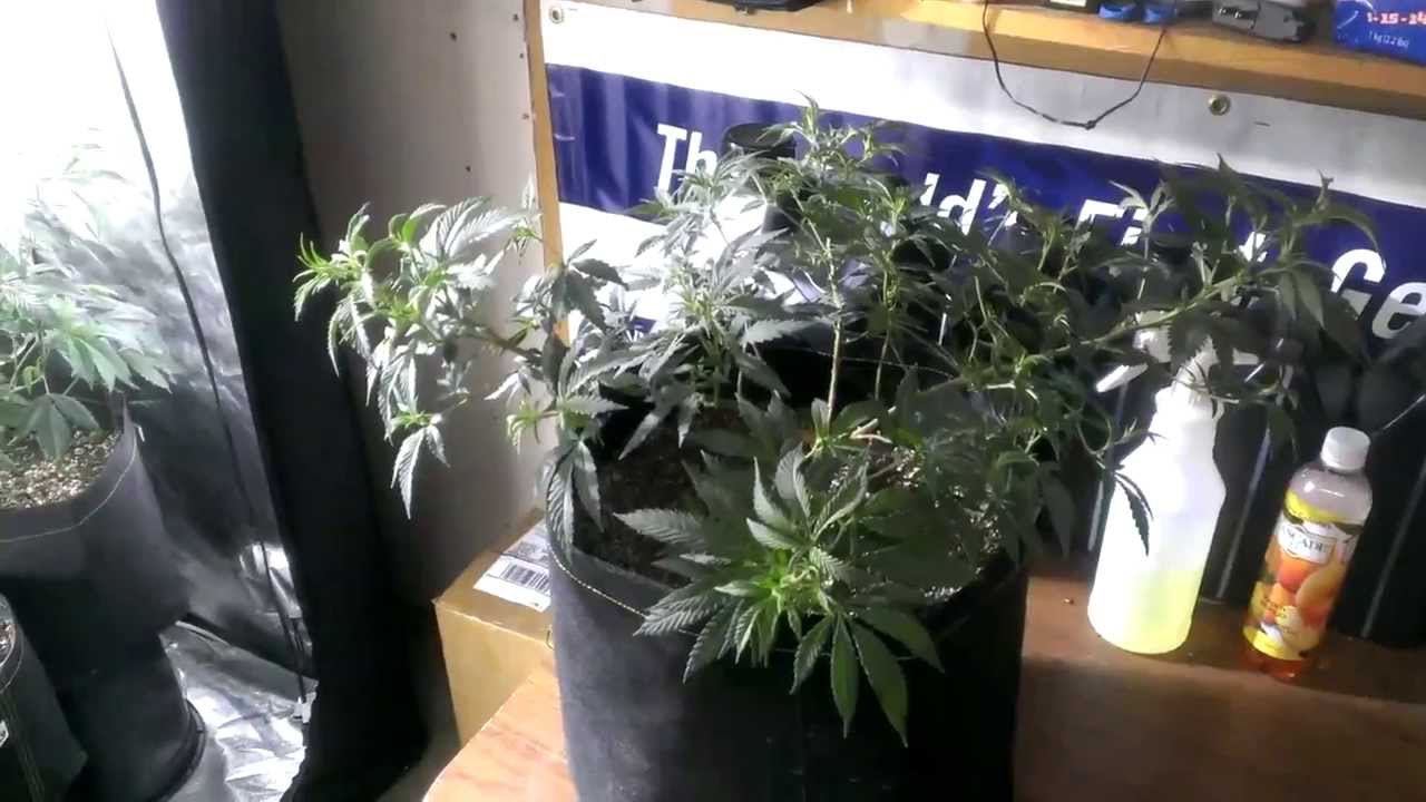 D $tern's LST ing secret for cloth pot's