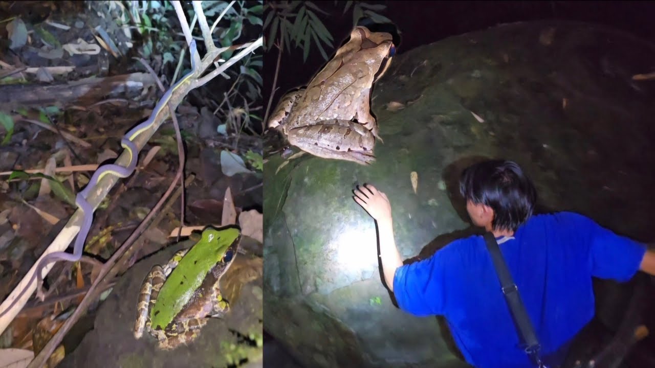 AMAZING CATCHING FROG🐸 in rain forest river at night, I'm scared of snake 🐍 (vlog2) @youngLS