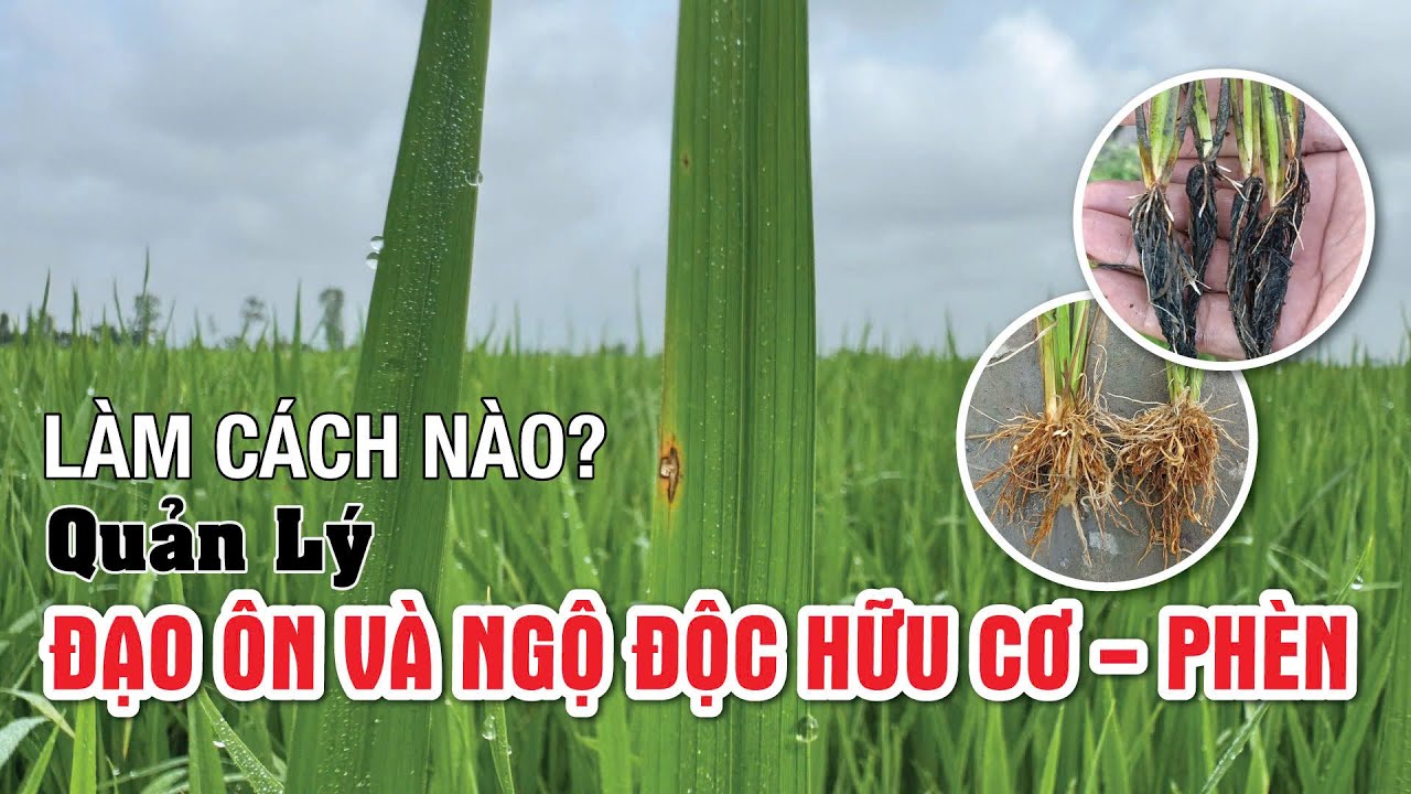 Làm cách nào quản lý đạo ôn và ngộ độc hữu cơ ngộ độc phèn | Hai Lúa Vàng