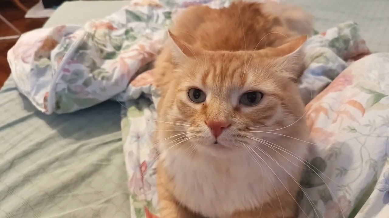 Кузяша, охотник, балавник, мягкиемштанишка хулиганка🤗