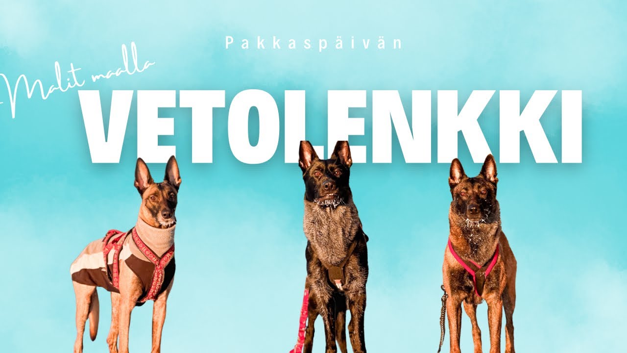 Vetolenkki kauniina pakkaspäivänä❄️