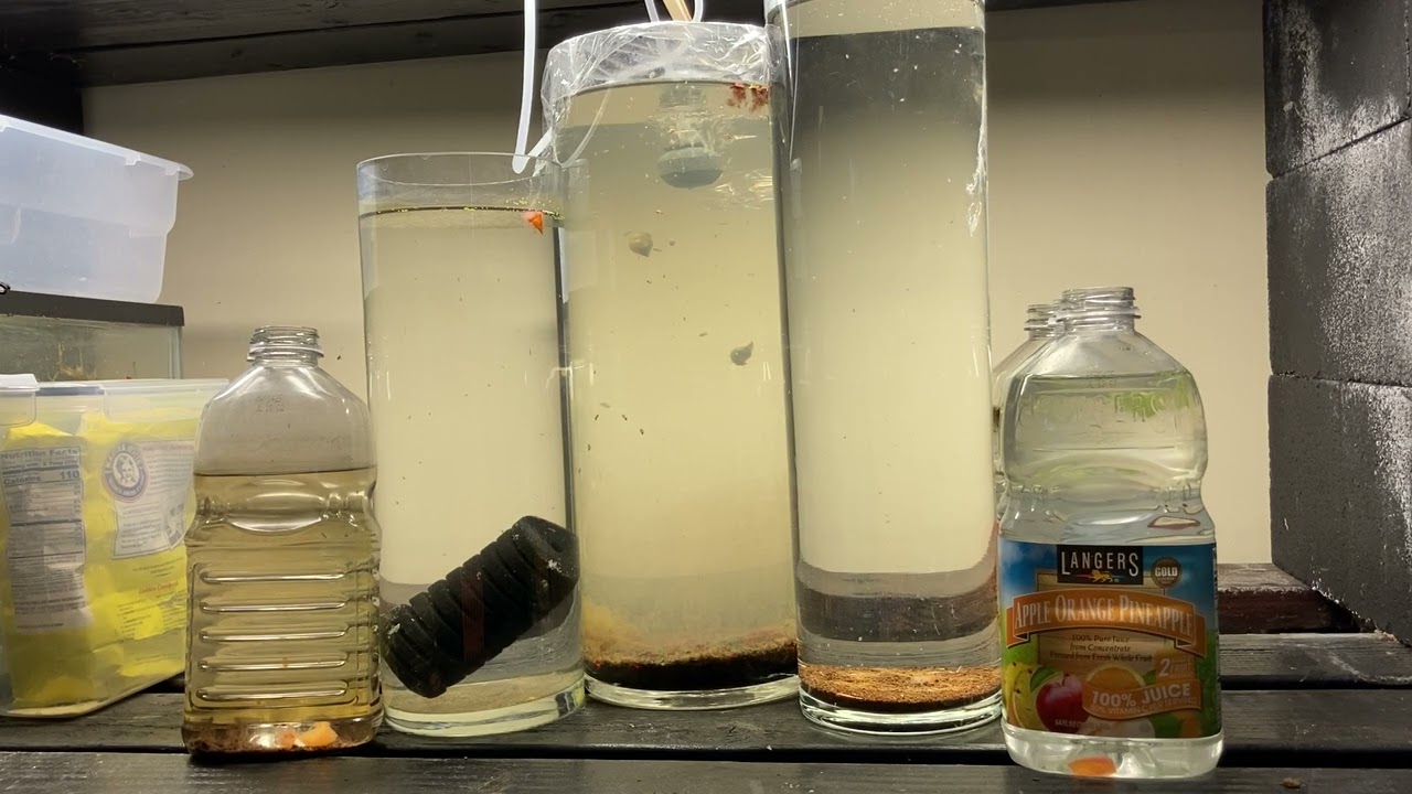 DAPHNIA CULTURE STATION: Video 7: Did it crash?