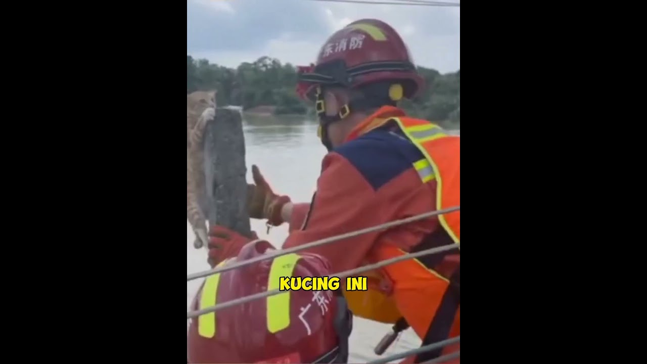 Menolong Kucing Oyen Terjebak Banjir #kucing #rescue #kucingkampung #kucingoren
