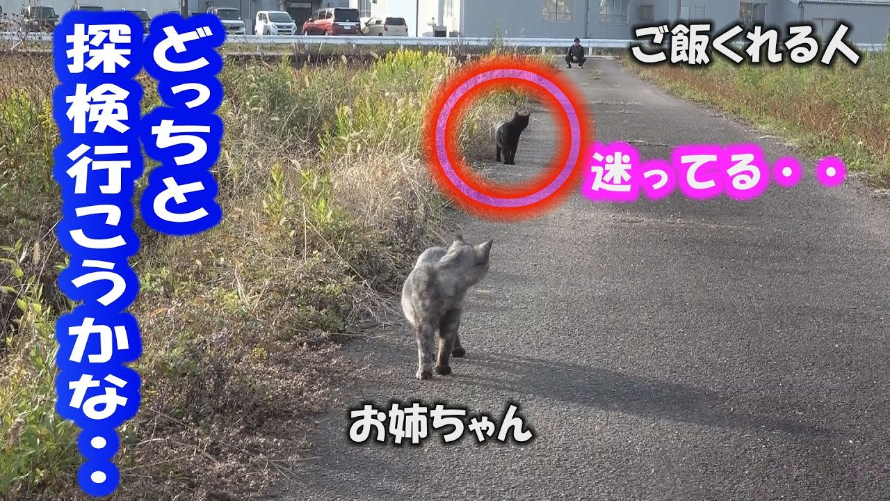 狐と狸と猫が来る家DAY32 近所の謎の神社を子猫たちと探検します。猫たちはついてきてくれるでしょうか？