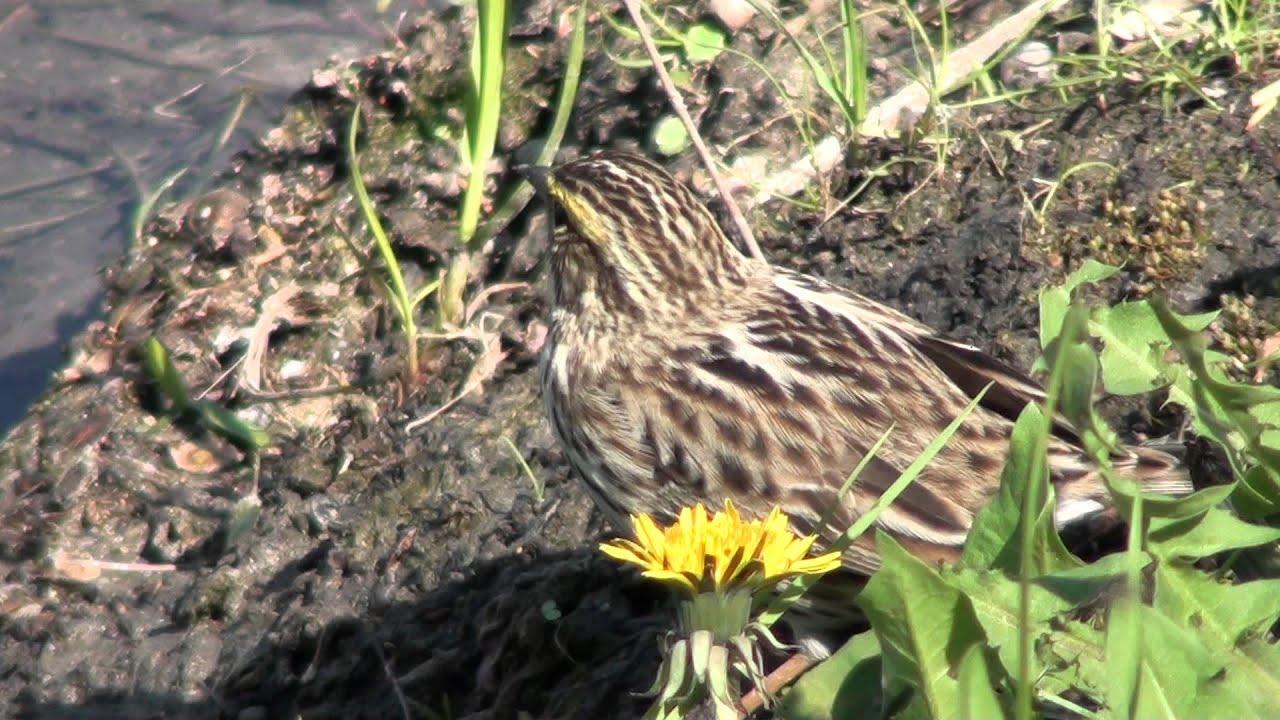 Savannah Sparrow (Emberizidae: Passerculus sandwichensis) Close-up
