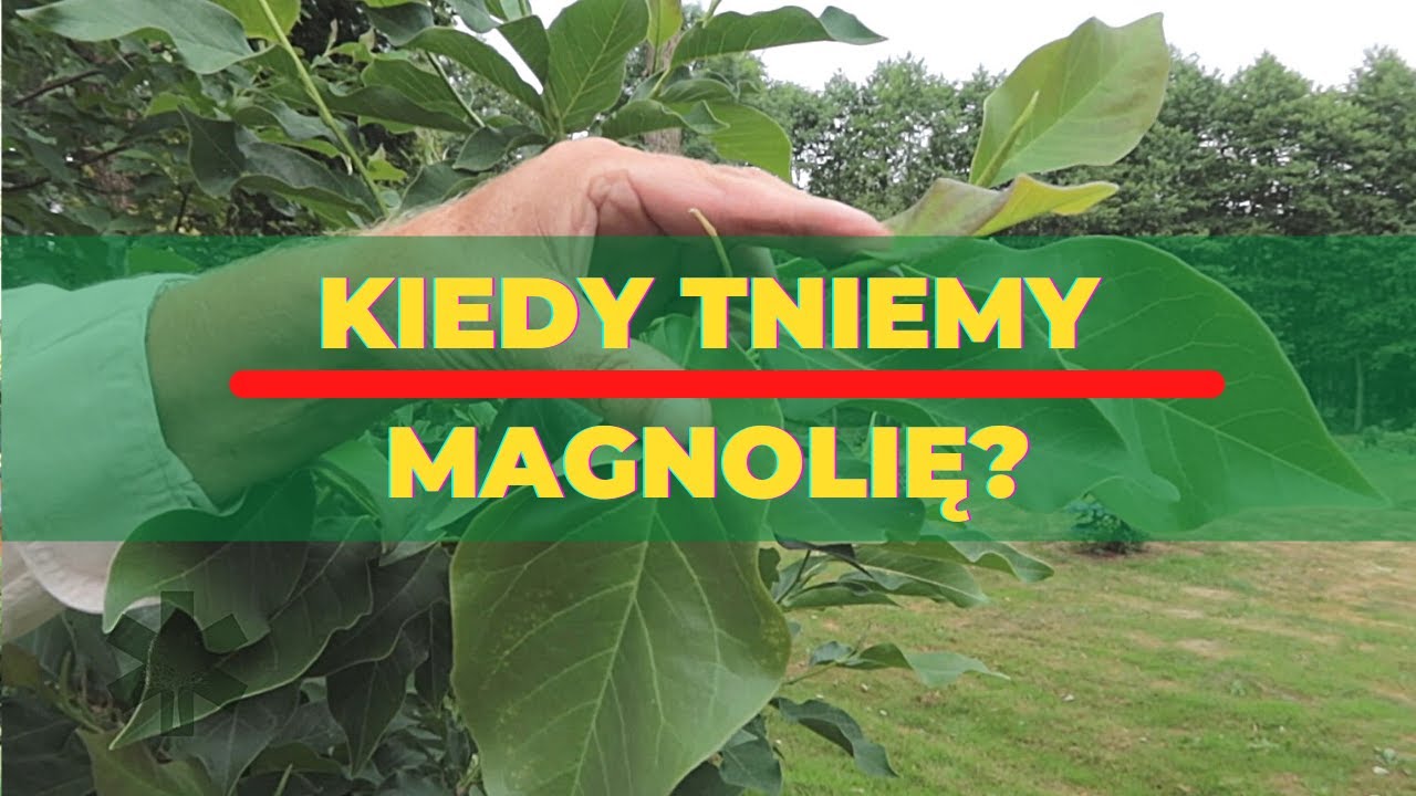 Kiedy tniemy magnolię?