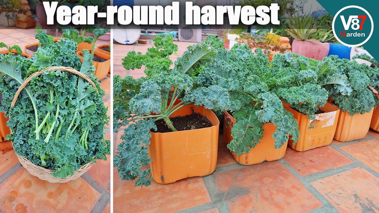 How To Grow Lots of Kale in Container at Home