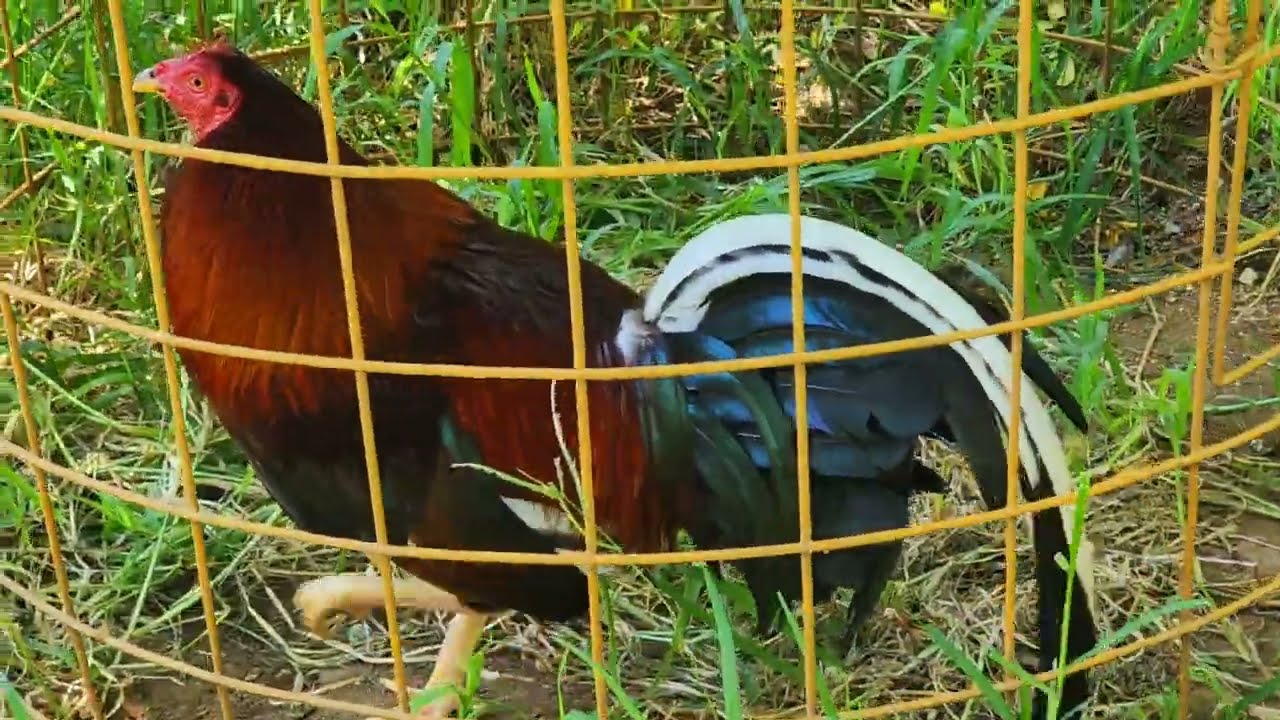 Con Robert en donde Bolívar Núñez buscando una gallina