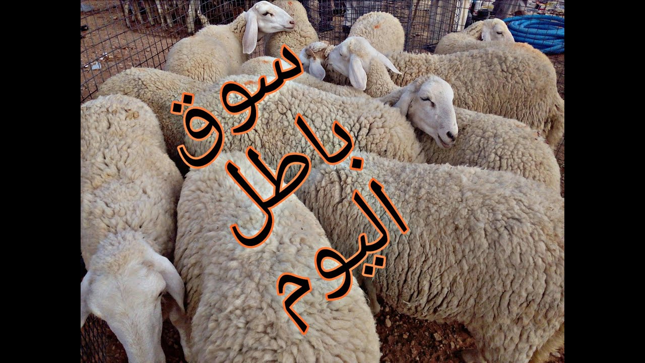 اسعار المواشي اليوم في سوق الجلفة الجزائر