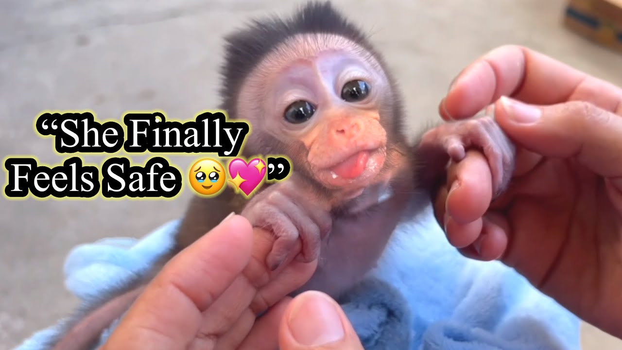 “She Finally Feels Safe… The Rescued Baby Monkey Who Just Wanted to Be Loved 😭🩷”